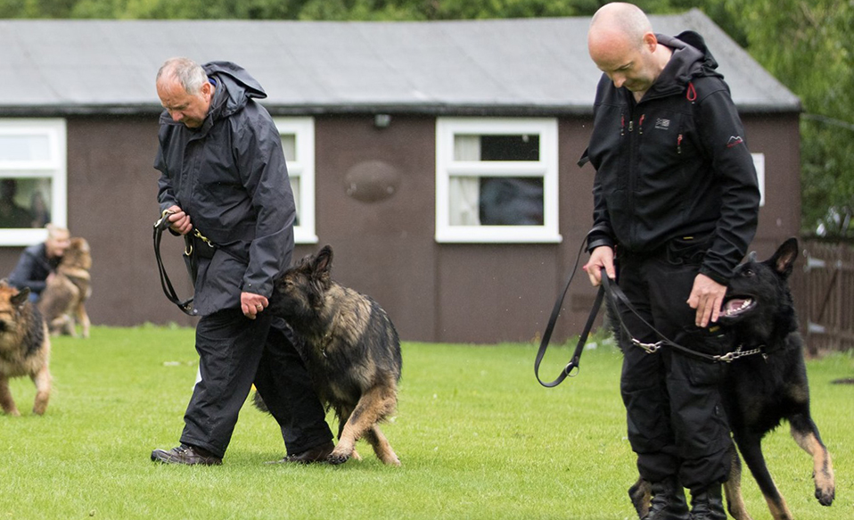 The Easiest Heel walk Life hack - Woof Like To Meet